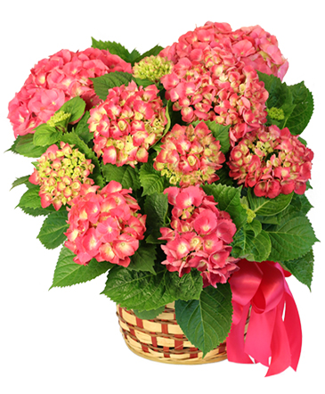 Pink Hydrangea Blooming Plants in Prairie Grove, AR | Flowers N Friends