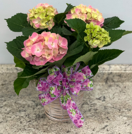 Pink Hydrangea in White Wicker Basket Blooming Plant