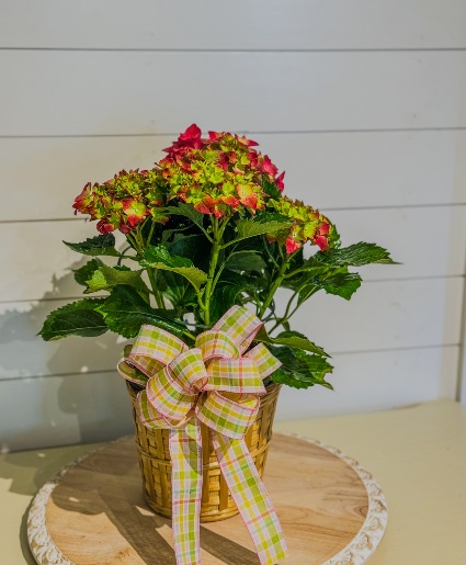 Pink Hydrangea – Petite Potted Plant