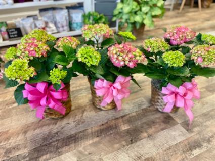 Pink Hydrangea Plant  