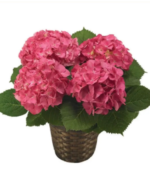 Hydrangea Plant  