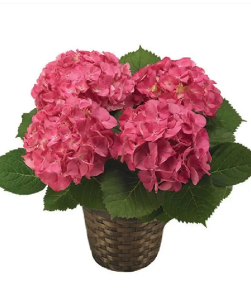 Hydrangea Plant   in Red Lake, ON | FOREVER GREEN GIFT BOUTIQUE