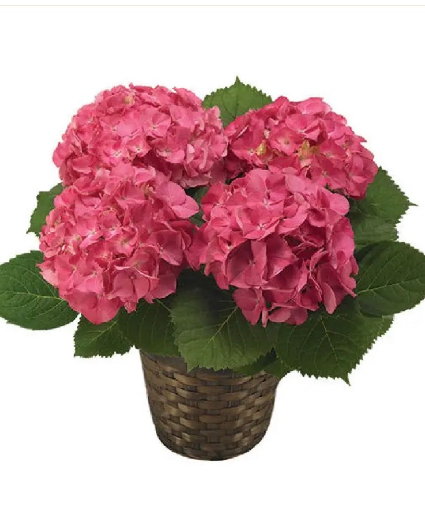 Hydrangea Plant  