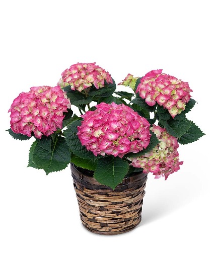 Pink Hydrangea Plant Flower Arrangement