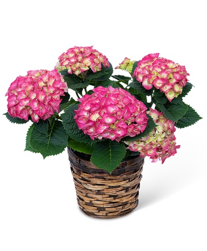 Pink Hydrangea Plant Plant