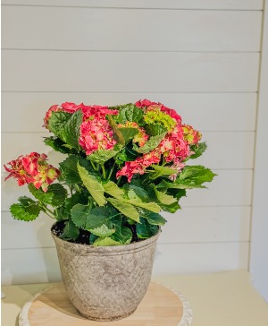 Pink Hydrangea 10-inch Potted Plant