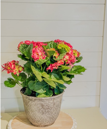 Pink Hydrangea 10-inch Potted Plant