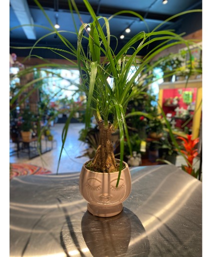 Pink Lady  Pony Tail Palm 
