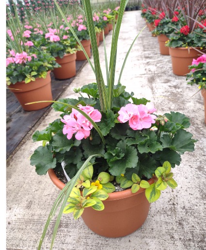 Pink Geranium Porch Pot Porch Pot