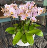 Pink mini phalaenopsis 