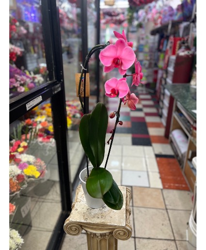 Pink Orchid  Plant 