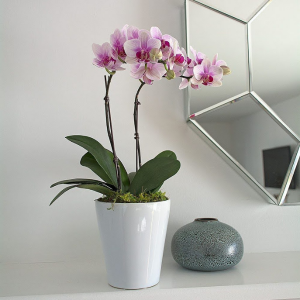 Pink orchids  