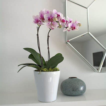 Pink orchids  