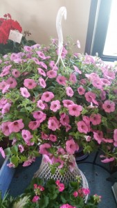 Outdoor blooming plant hanging blooming