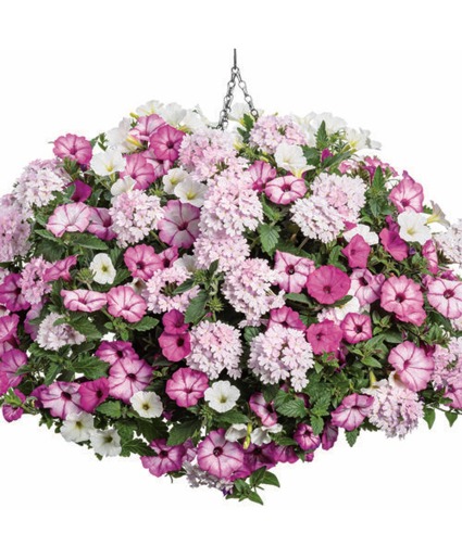 Pink Parrot- 12" Annual Hanging Basket Pink Parrot- 12" Hanging Basket- Color Scheme: Pink 