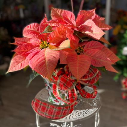 Pink/ Peach Poinstettia Houseplant