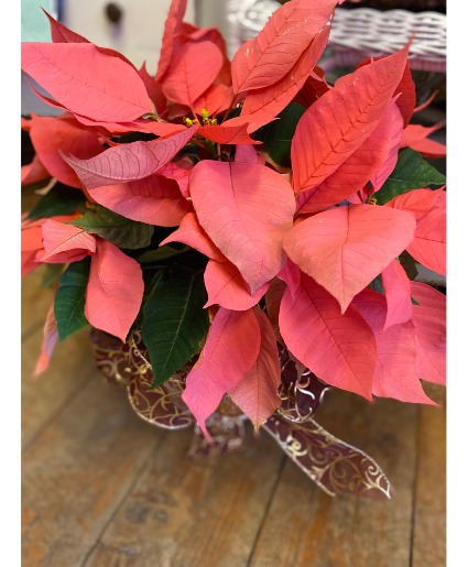 Pink Poinsettia Blooming Plant