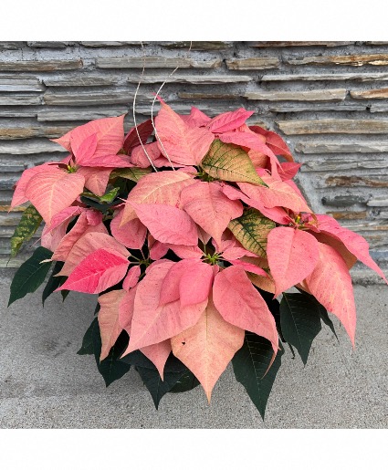 *Festive Finds Special* Pink Poinsettia Houseplant