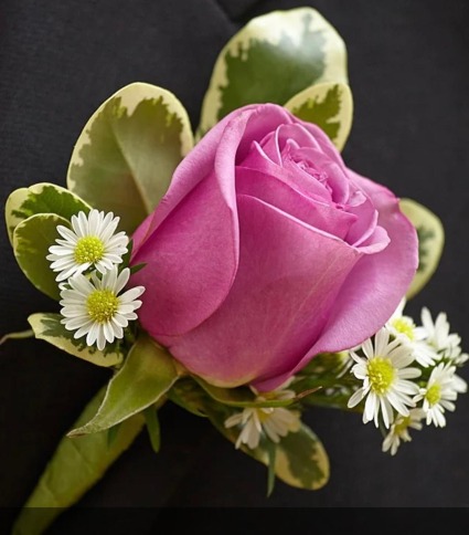 Pink Rose Bout 