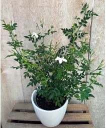 Pink Jasmine potted plant 
