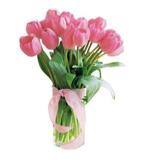 Pink Or Red tulips Fresh tulips