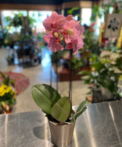 Pink Veined Maxima Moth Orchid Non Toxic Blooming Plant 