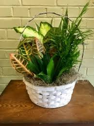 Medium Garden Planter PL2 Basket Garden Green Plants