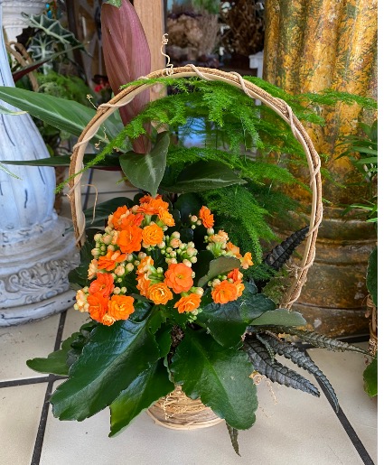 Blooming Basket VARIETY OF PLANTS 