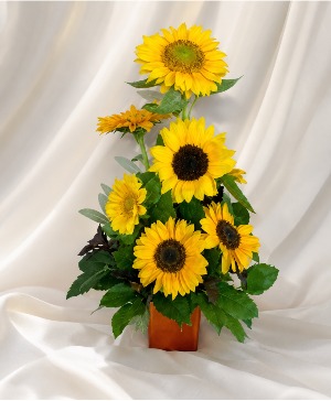 Basking in the Sun Sunflowers by the dozen