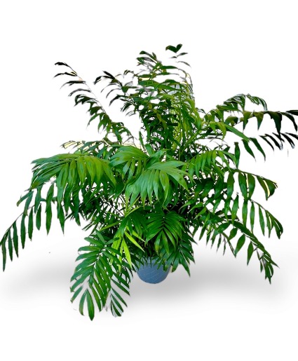 Plam Tree Plant 