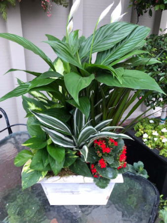 Plants in a Wooden Box or Basket 