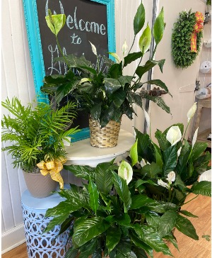 PLANT ASSORTMENT  