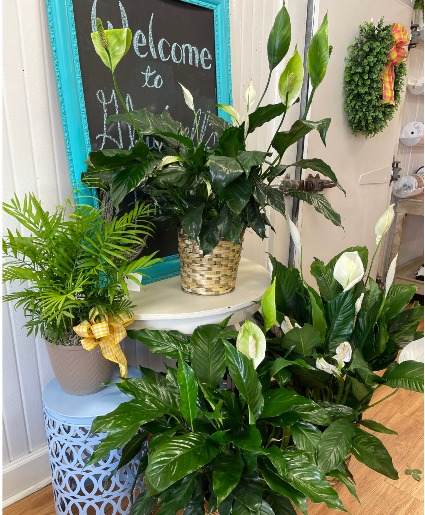 PLANT ASSORTMENT  