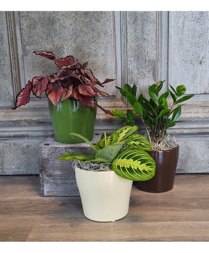 Plant Baby 4" plant in ceramic pot 