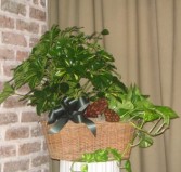 Plant Basket 1 Plant Baskets