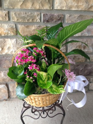 Plant Basket 