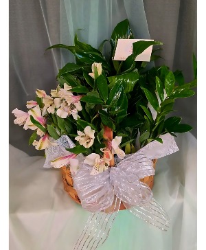 Plant basket 