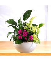 Dish Garden Plants Arrangement