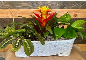 Plant-Tastic!  live plant basket