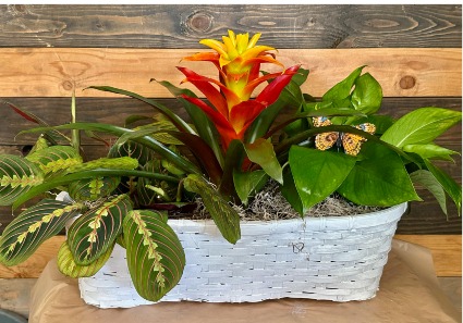 Plant-Tastic!  live plant basket