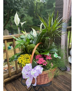 PLANT BASKET PERFECTION Multi Plant Basket