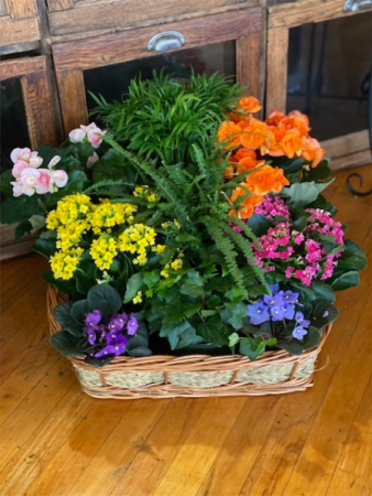 Plant Basket Plant