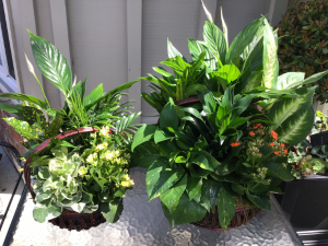 GARDEN DISHES Assorted plants in assorted wicker, wood, or ceramic pots