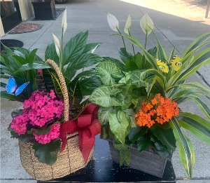 Plant Gardens Plants in varying containers: wicker, ceramic or wood