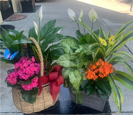 Plant Gardens Plants in varying containers: wicker, ceramic or wood