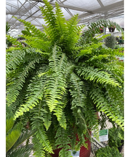 Plant - Boston Fern Plant