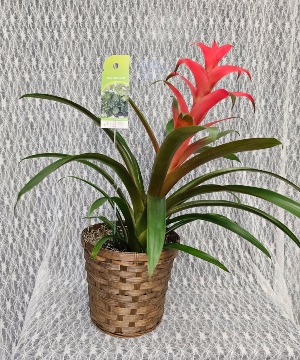 Plant - Bromeliad Plant 