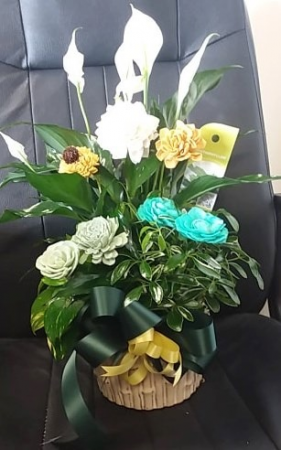 Plant Dish garden with Peace Lily  Live Plant 