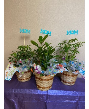thinking of u mom 6" in GREEN PLANT IN BASKET