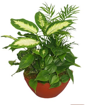 Plant Garden - 00379 